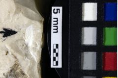 Foto (Detailansicht) von Decapoda indet. (NHMW-GEO-1990-0041-0113)